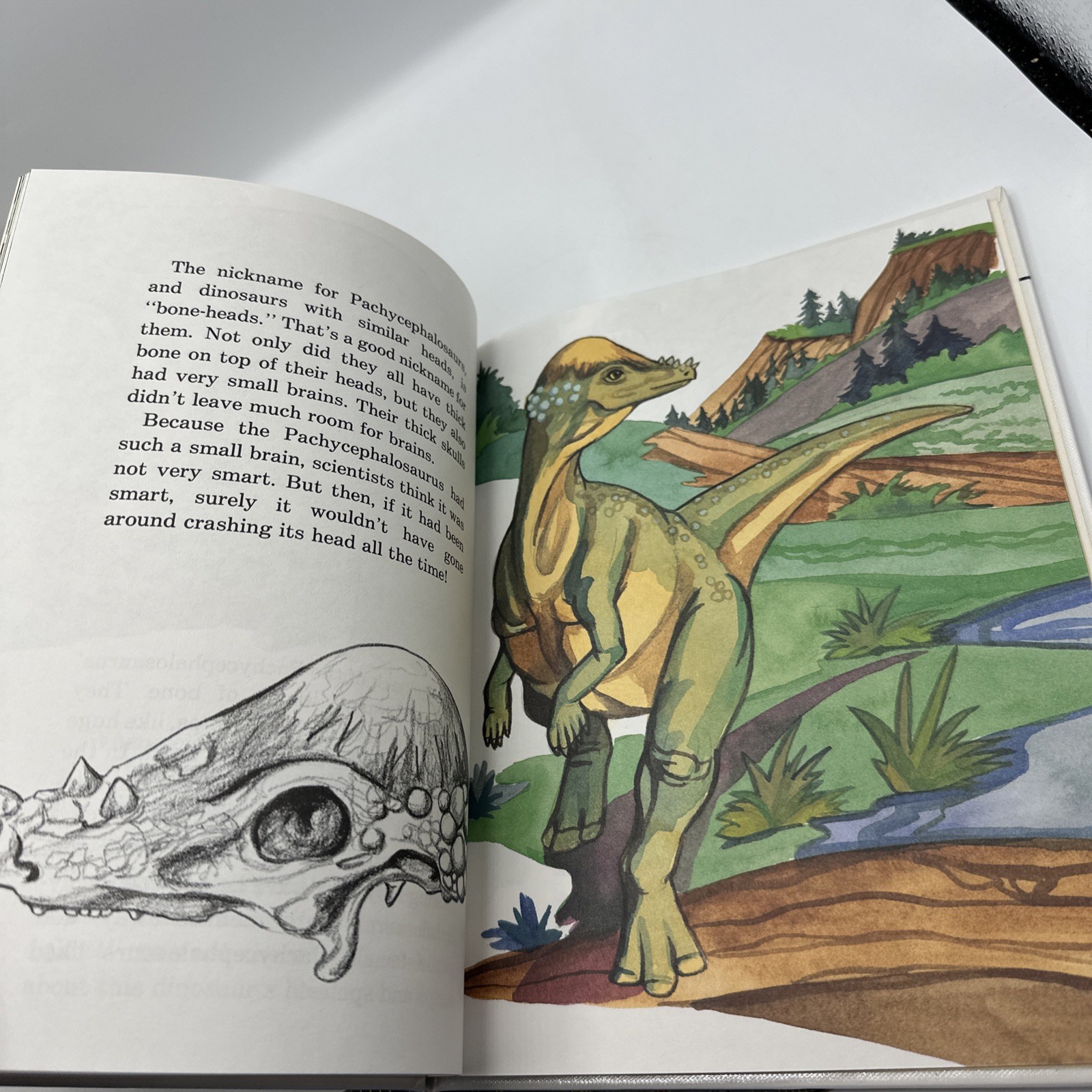Dinosaur Hardcover Books 1991 Janet Riehecky The Child’s World Series 18 Books