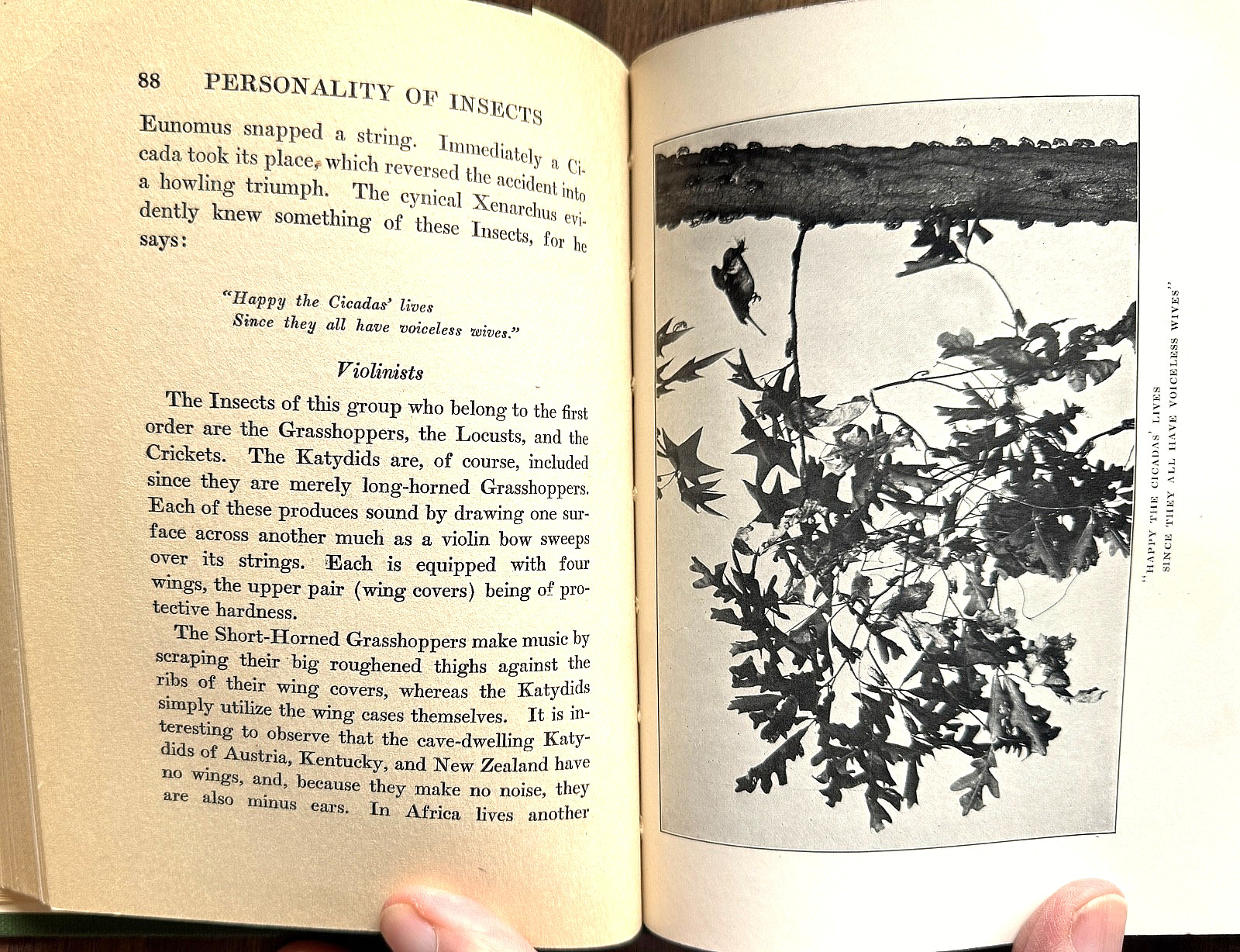 1924 1st Ed PERSONALITY of INSECTS by R. Dixon & B. Eddy HB/247pp/ILLUSTRATED