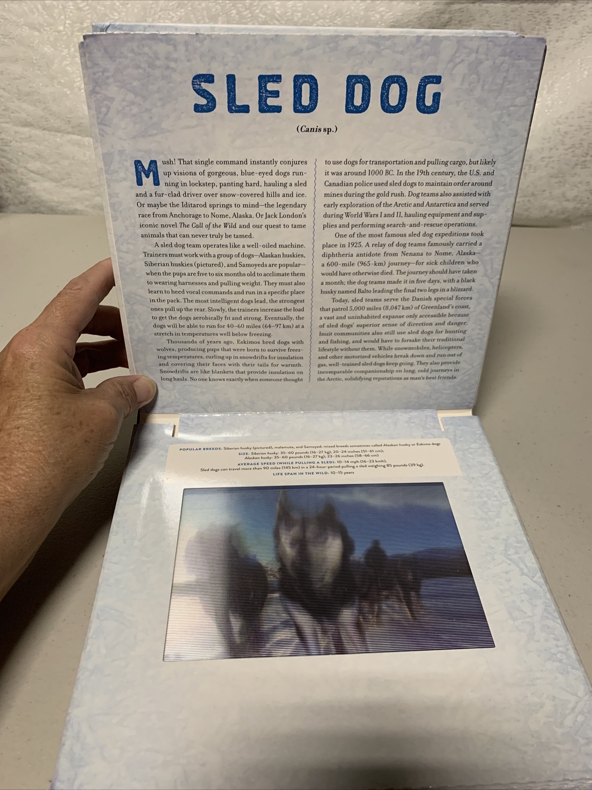 Polar A Photicular Book by Dan Kainen Carol Kaufmann Free Shipping