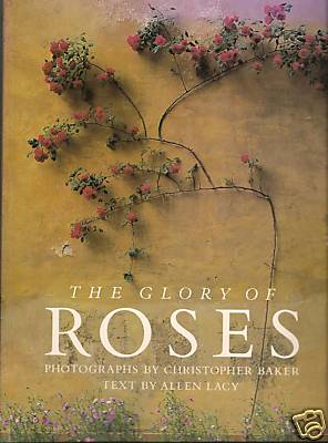 Glory Of Roses-Breathtaking Rose Portraits-Arrangements-Musings-Garden Image