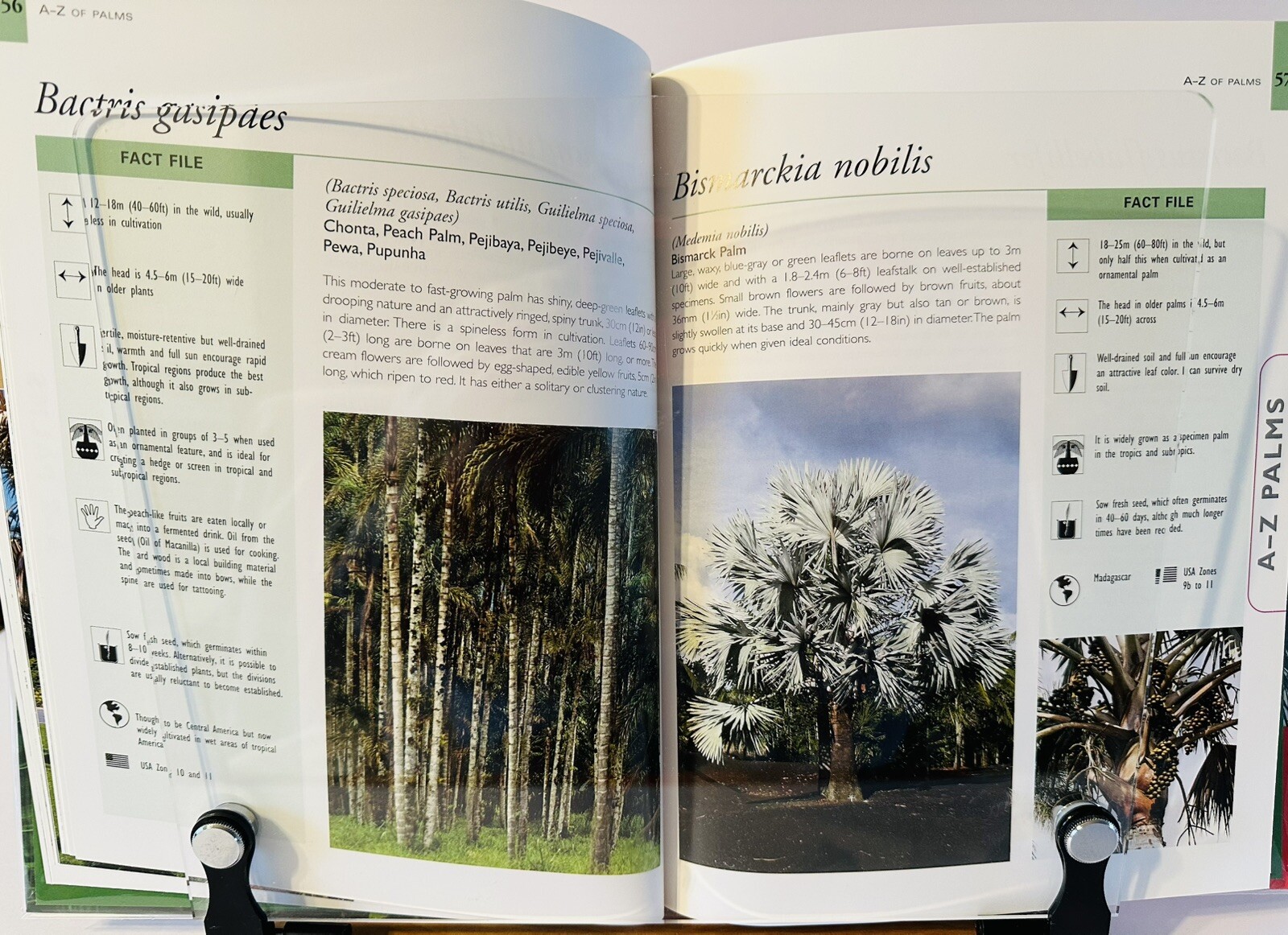 Palms And Cycads: A Guide To Selecting, Growing & Propagating David Squire New