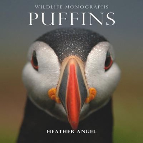 Puffins Perfect Heather Angel