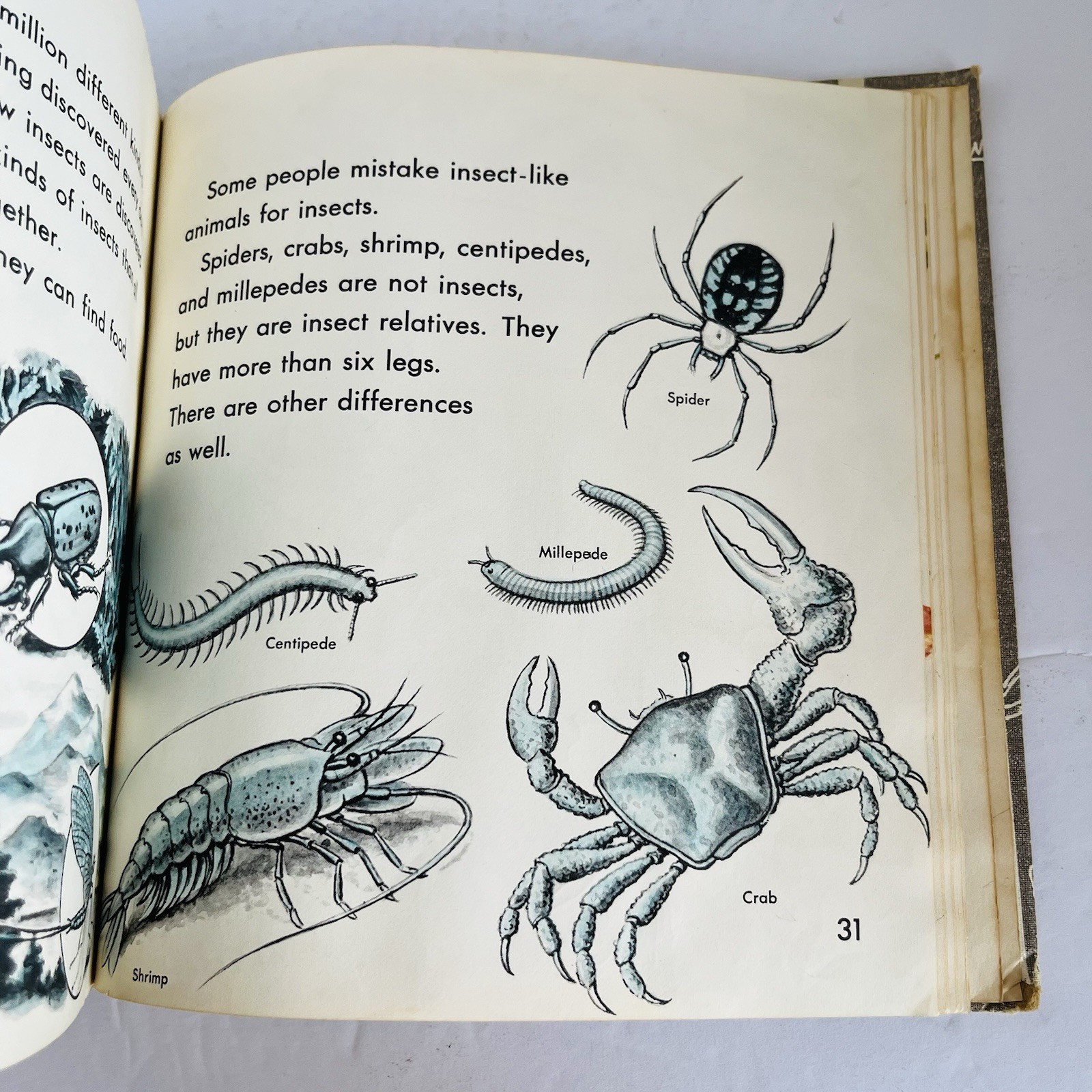 What is An Insect Charles D Neal 1961 Vintage Childrens Science Book Homeschool