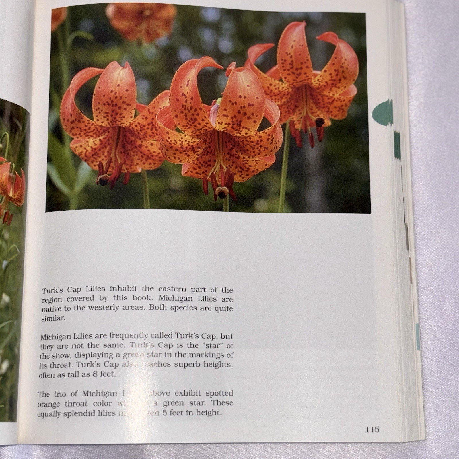 What’s Doin’ the Bloom? Revised Illustrated Wildflowers Guide PB 2002