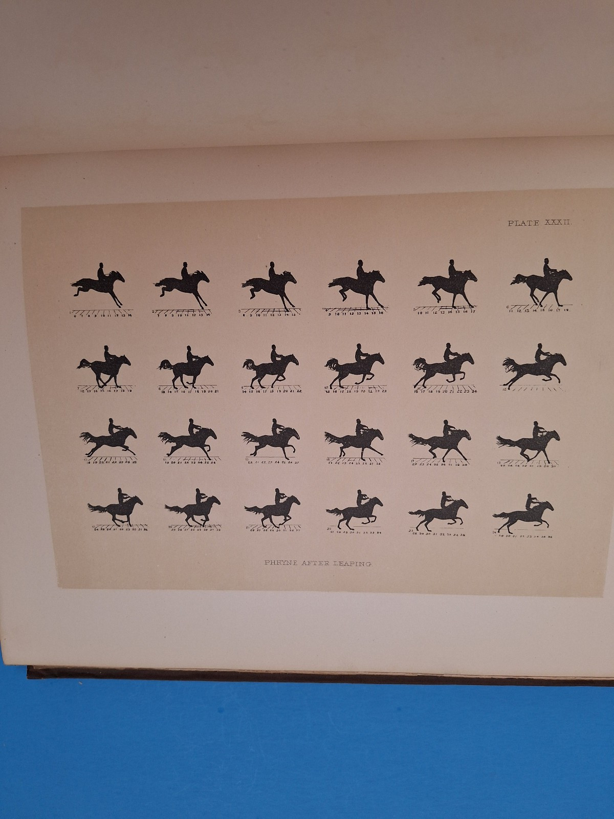 RARE c 1882 THE HORSE IN MOTION by J.D.B. Stillman Photos By Eadweard Muybridge