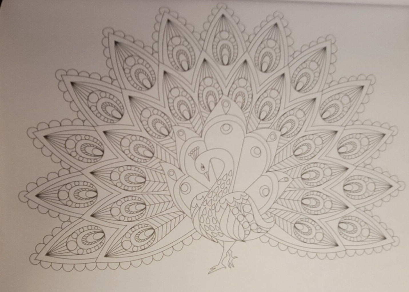 COLORS OF THE WILD Vol 22 Adult Coloring Book With 47 Prints Ready To Frame