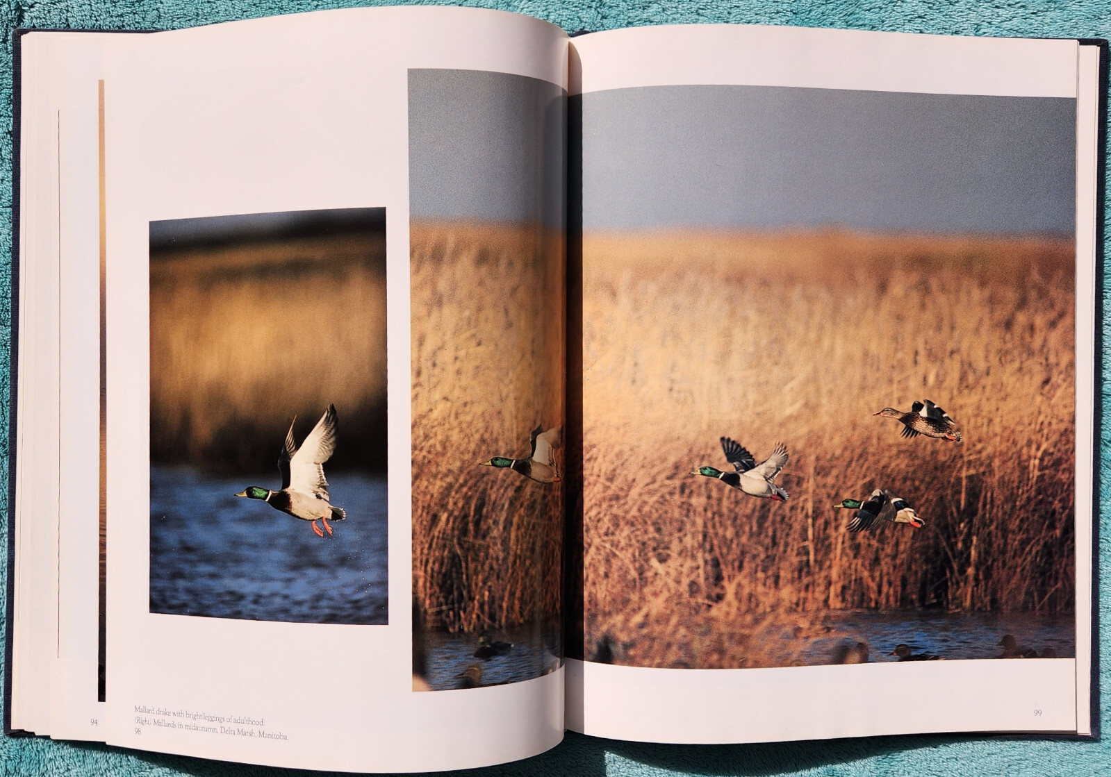 Magnificent Voyagers Waterfowl of North America 1988 Hardcover 136 Pages