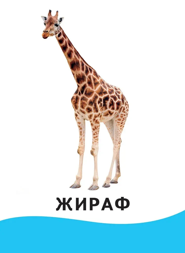 Животные. Развивающие карточки 0+ Kids Book in Russian