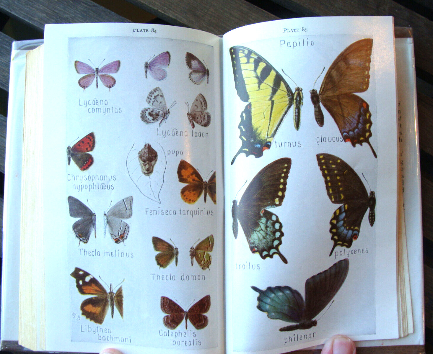 Field Book Of Insects ~1948 HC~ Lutz Entomology Bug Bee Moth Larva Butterfly 🦋