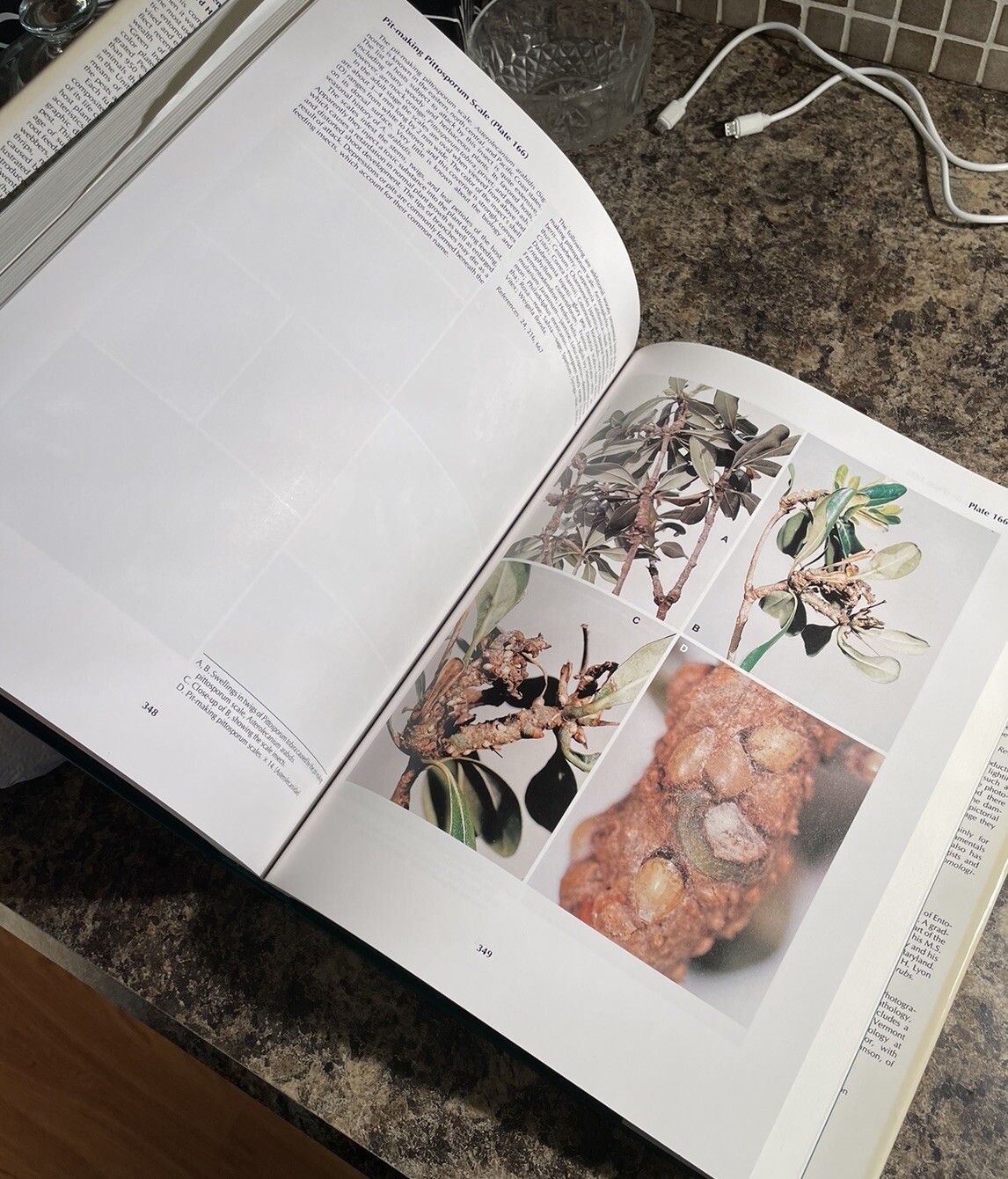 Insects That Feed on Trees and Shrubs by Howard H. Lyon and Warren T. Johnson