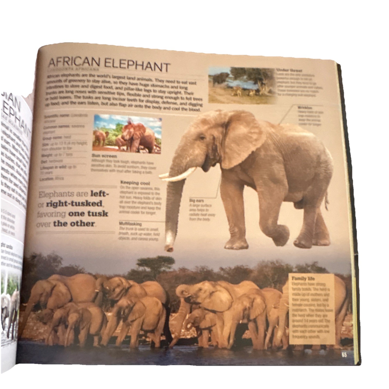 Scholastic Animals 100s of Species By Sean Callery and Miranda Smith
