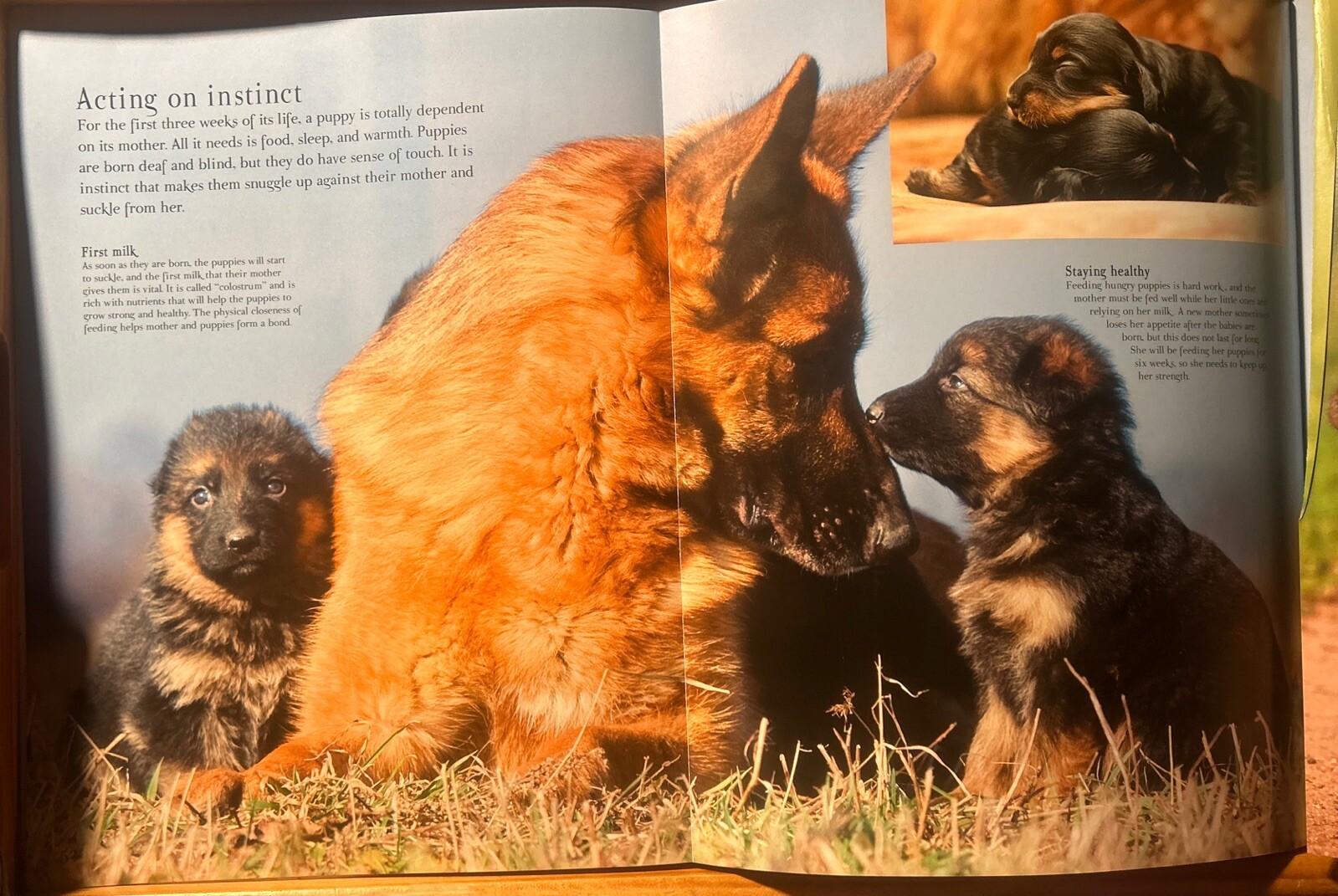 Good Dog Large 12 X 9-1/2 inch Dog Breed Picture Book w/ Center Puppy Fold Out