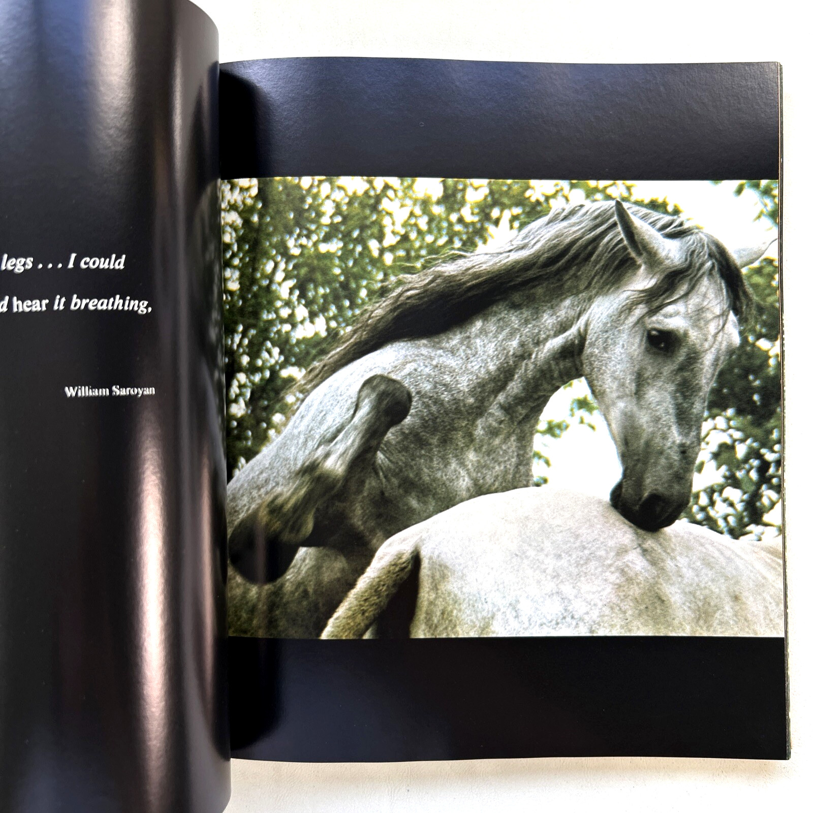 EQUUS by Robert Vavra – First Edition 1977 Hardcover Vintage