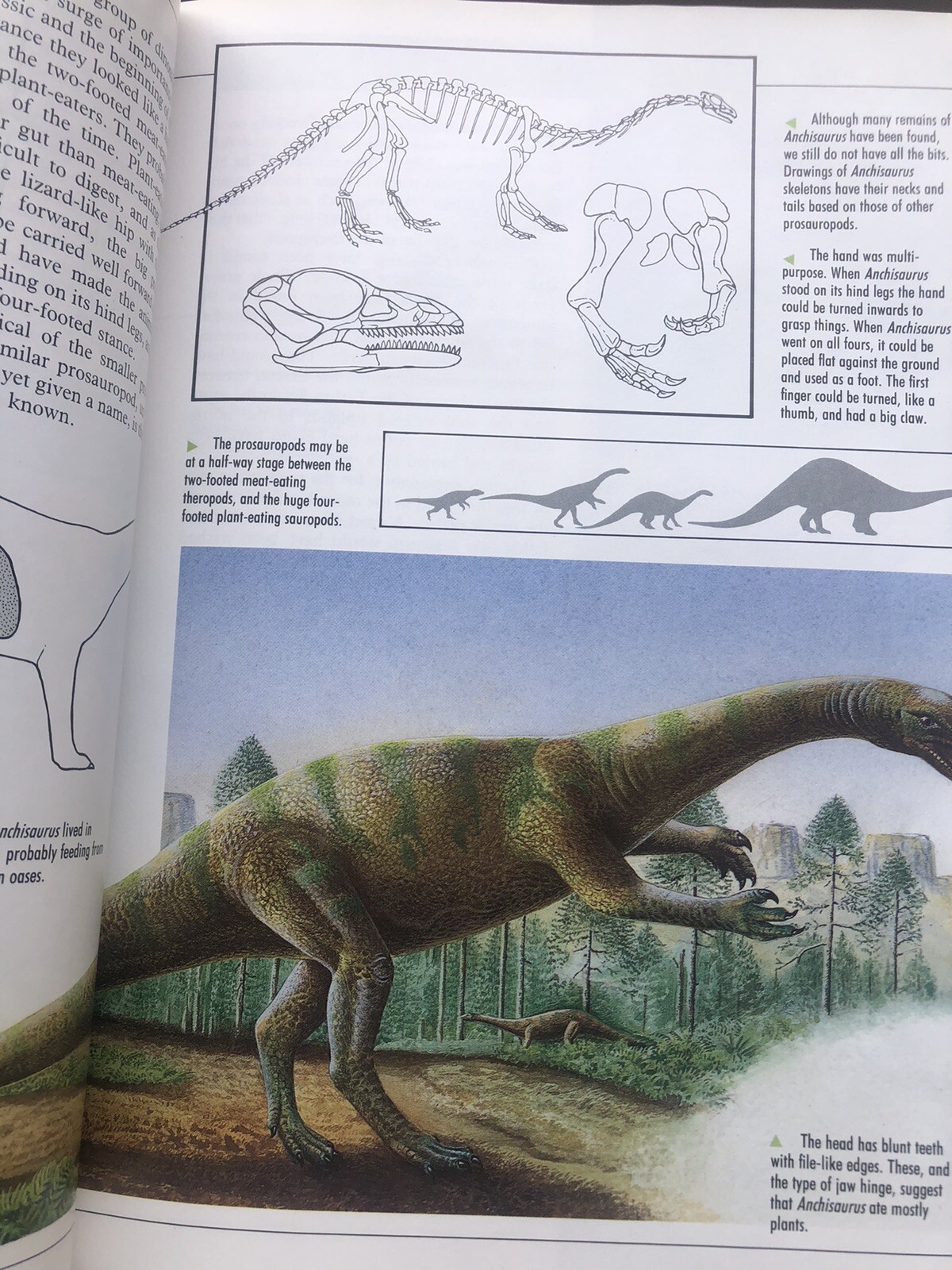 Illustrated Dinosaur Encyclopedia by Dougal Dixon (1988, Hardcover)