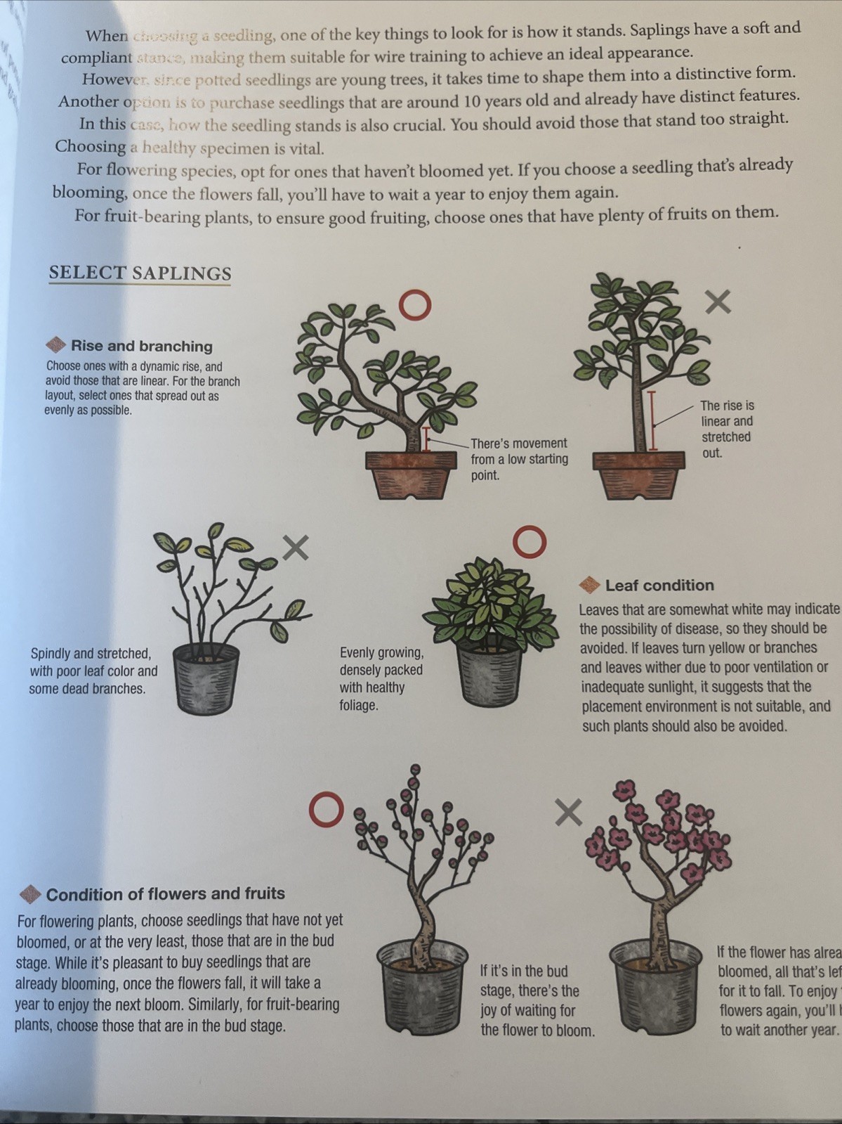 Bonsai Master Class: Lessons and Tips from a Japanese Master (with Over 600