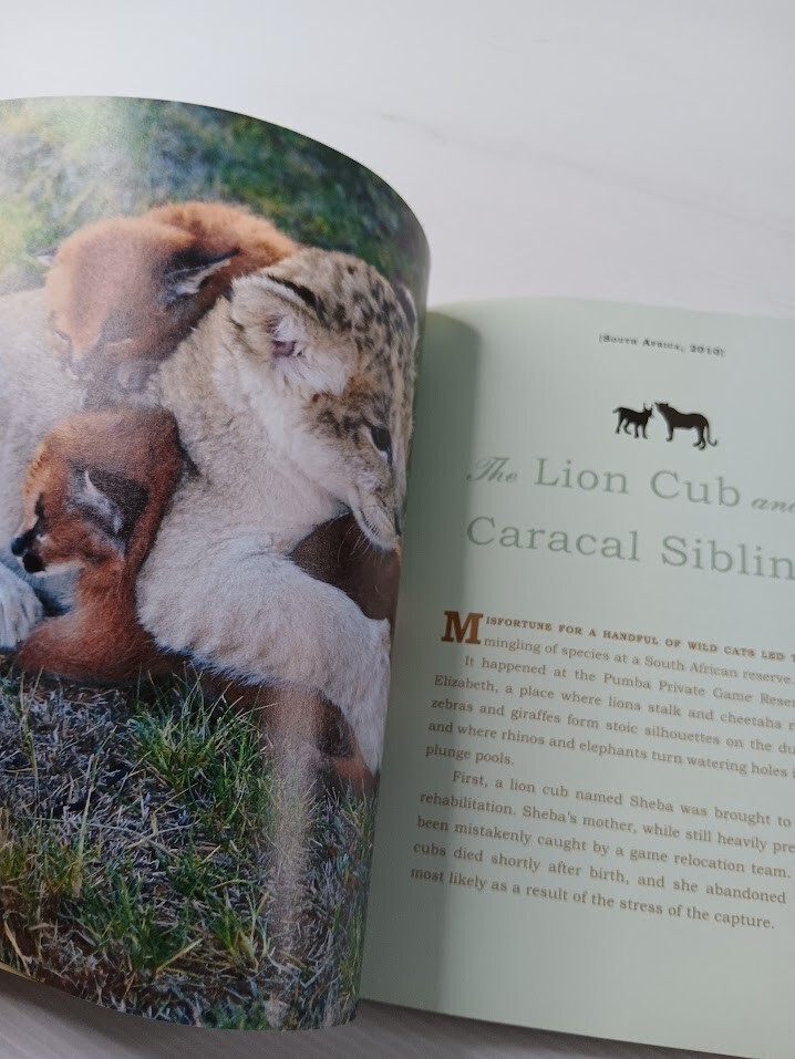 Unlikely Friendships 47 Stories from the Animal Kingdom Jennifer S Holland