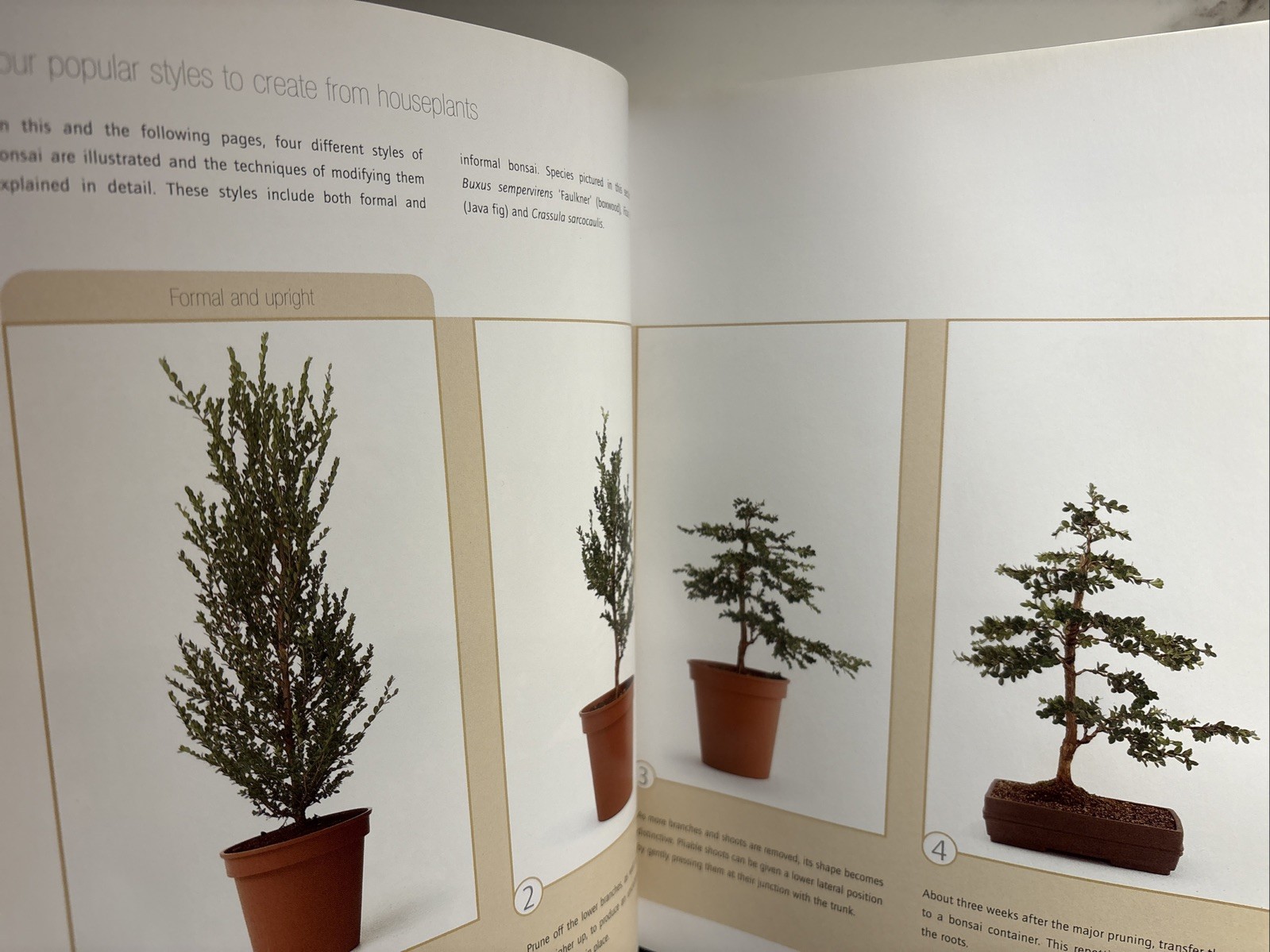 Successful Bonsai, By David Squire