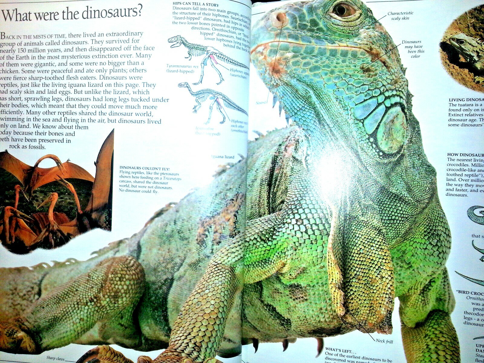 DINOSAUR EYEWITNESS BOOK HARDCOVER Homeschool BEHAVIOR HABITAT DISAPPEARANCE New