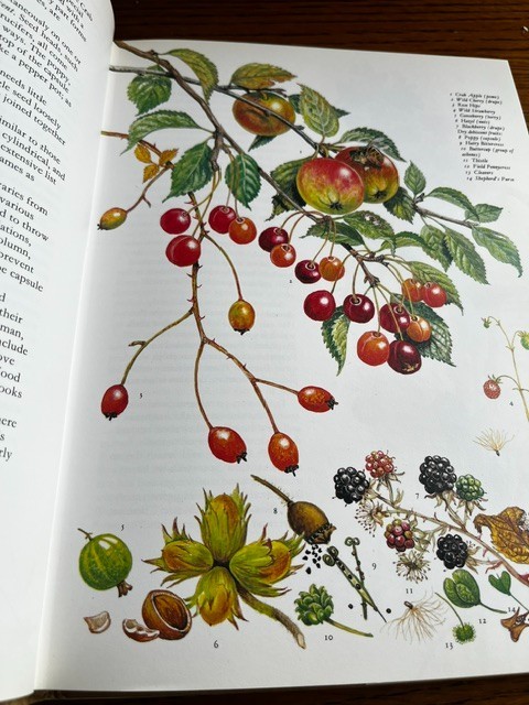 Flowers of the Countryside Marjorie Blamey’s 1980 color illustrations