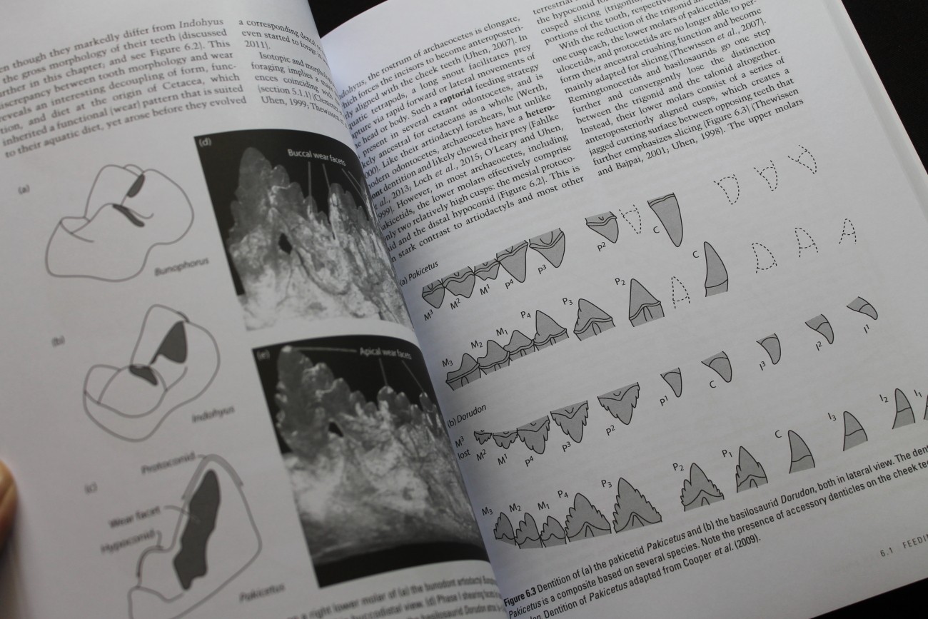 Cetacean Paleobiology Whales Dolphins evolution fossils Baleen Archaeocetes