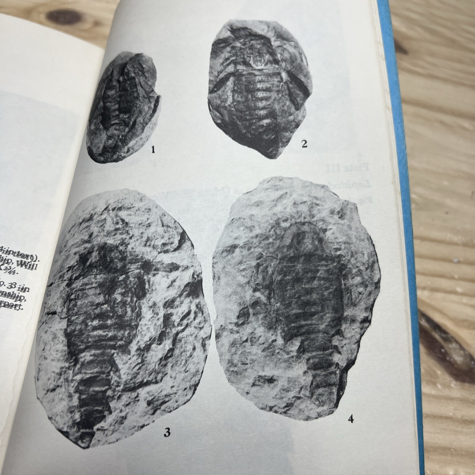 Coal Age Fossils From Mazon Creek Scientific Papers Vol III 1979 Illinois