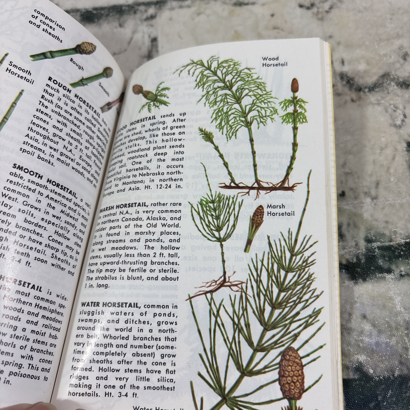 VTG 1967 Non Flowering Plants – Mushrooms and Other Fungi – Full Color Paperback