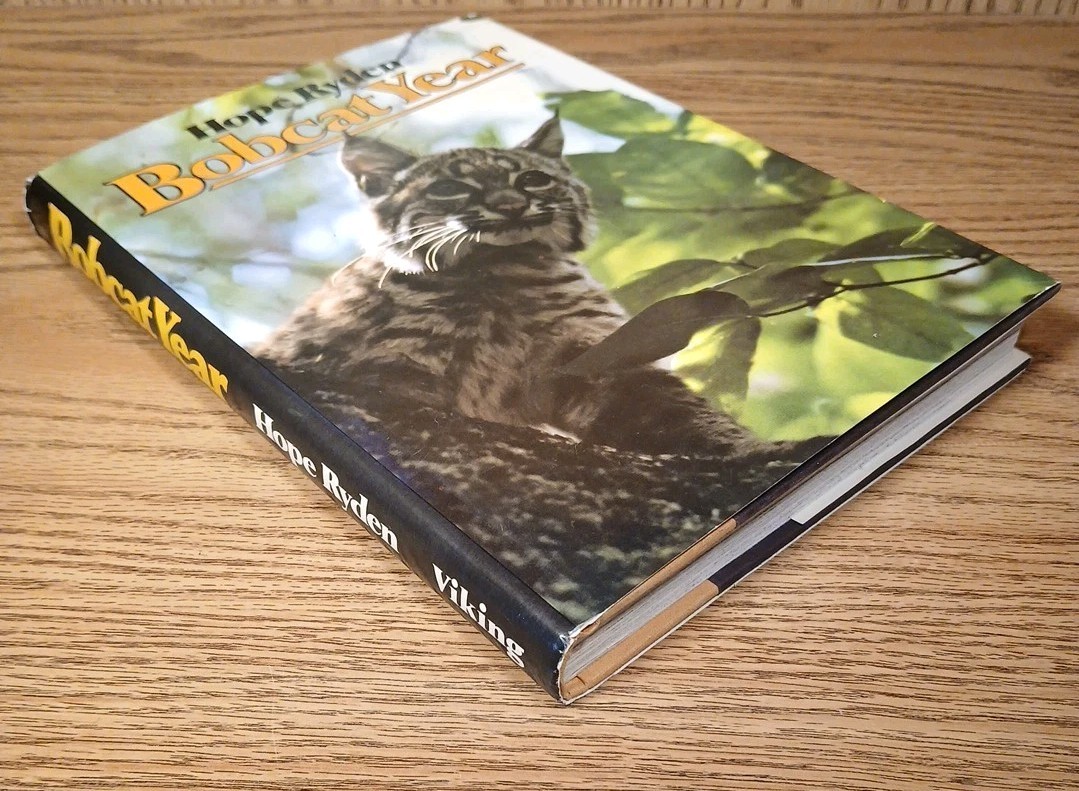 Bobcat Year By Hope Ryden 1981 Hardcover