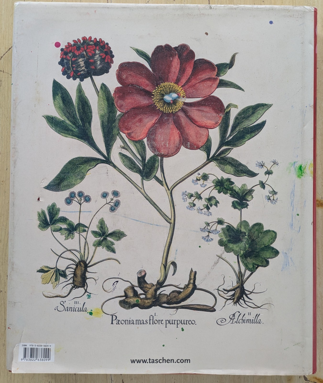 BASILIUS BESLER. THE BOOK OF PLANTS, THE COMPLETE PLATES (2007 HCDJ) GOOD