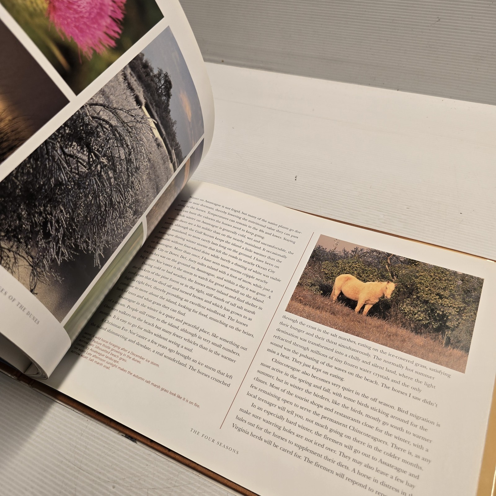 Wild Horses of the Dunes by Rich Pomerantz Hardcover Photography Book Nature