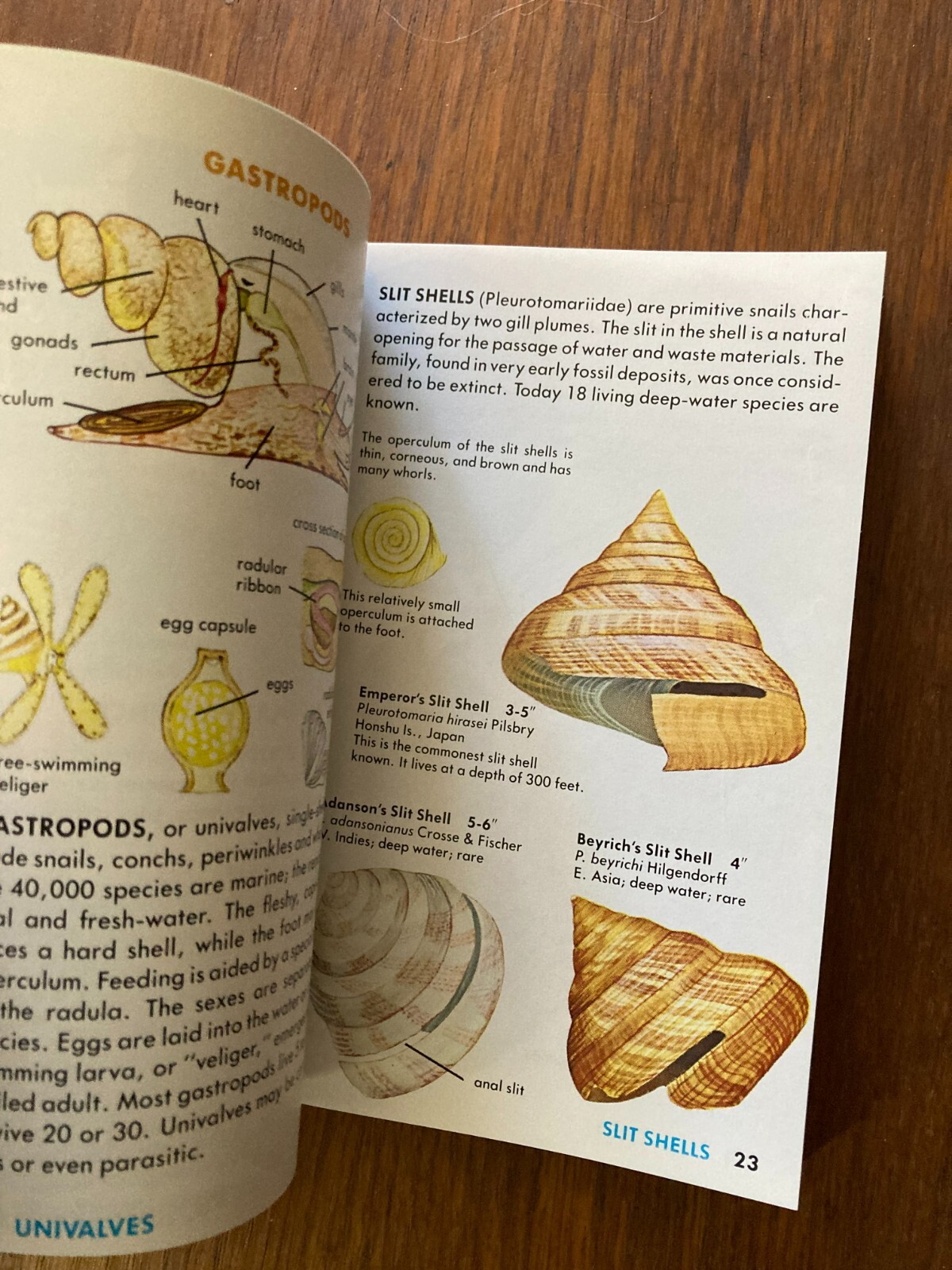 A Golden Guide from St. Martin’s Press Seashells of the World Life Tucker Abbott