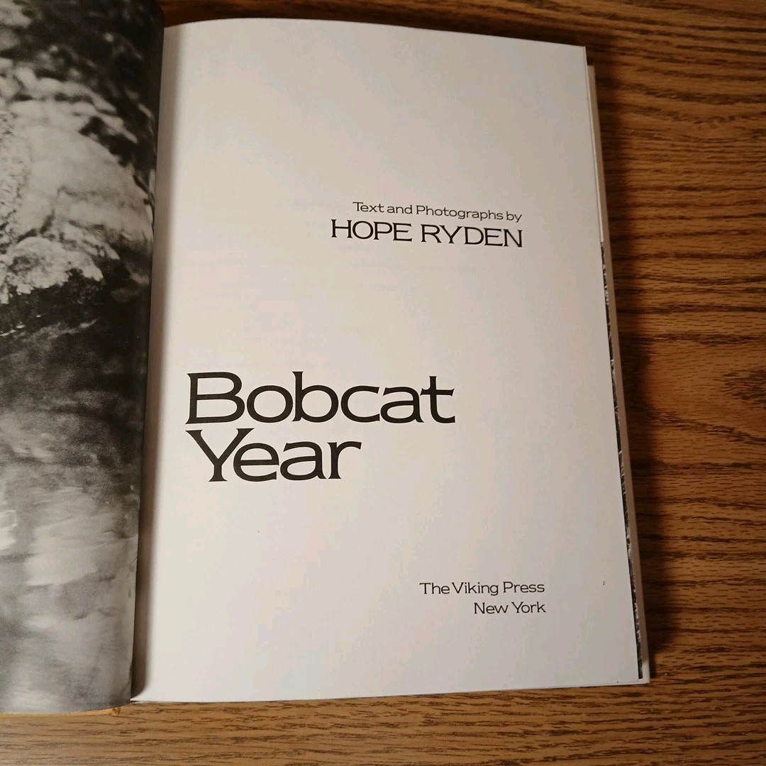 Bobcat Year By Hope Ryden 1981 Hardcover