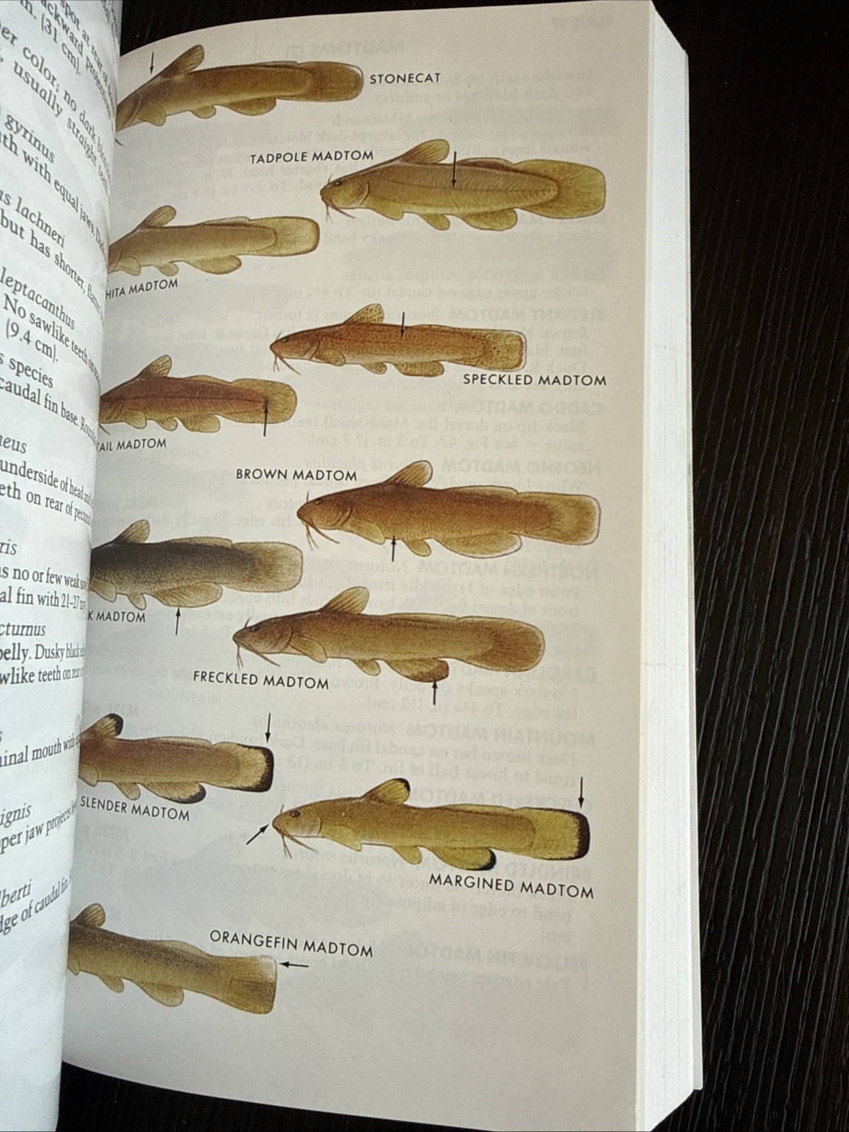 Paterson Field Guides – Fresh Water Fishes- Lawrence M.