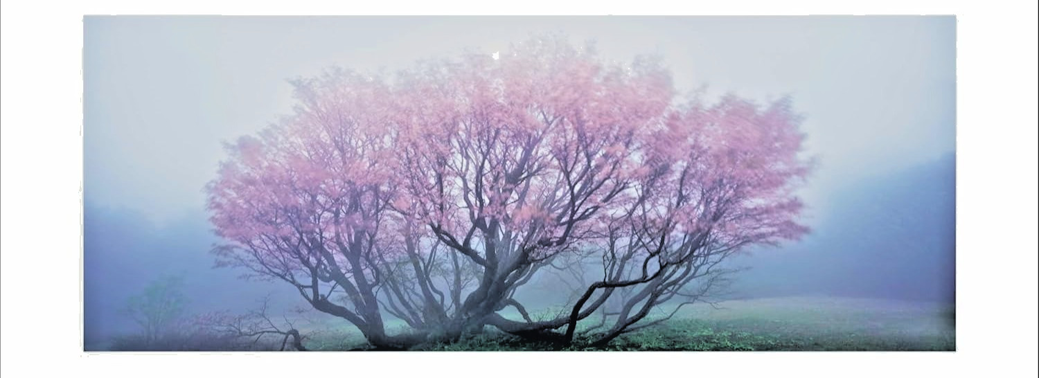 “Beautiful Utsukushiki Niigata” Takashi Amano Photo Book New 255pages from JPN