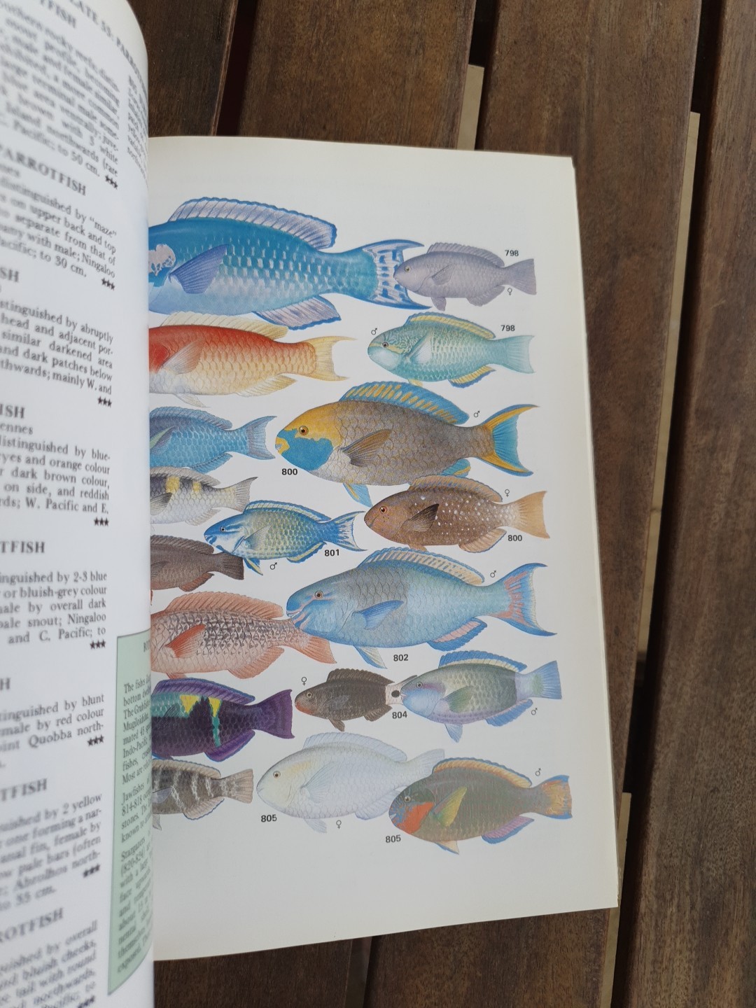 Marine Fishes of North-Western Australia Gerald R Allen 1988 Superior Plates