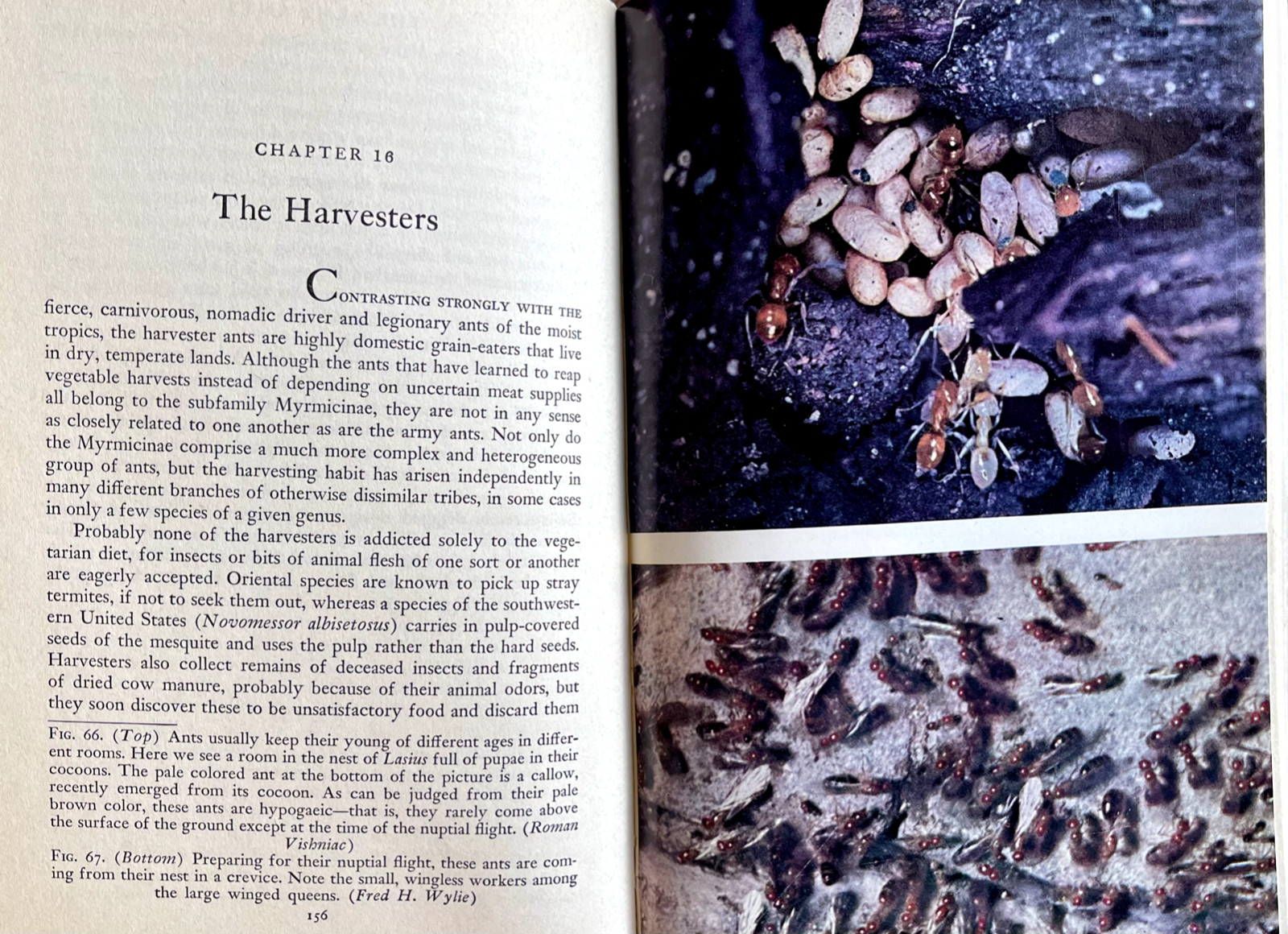 1951 AMERICAN SOCIAL INSECTS by Michener 1st Ed/hb/267pp/DJ/NICELY ILLUSTRATED