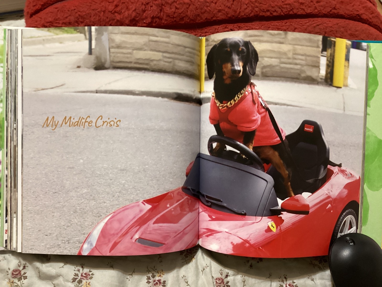 CRUSOE, THE WORDLY WIENER DOG, DACHSHUND, EXC. COND,230 PAGES/ FREE POSTAGE!!!!!
