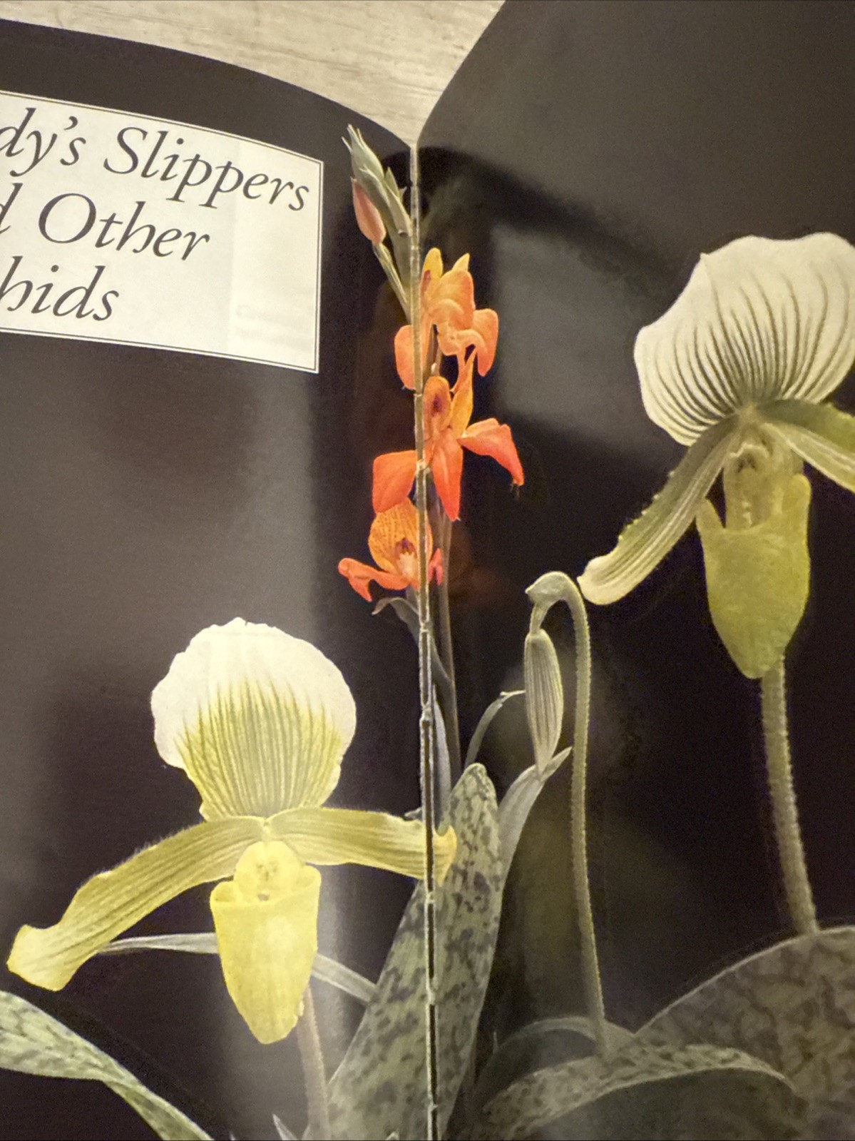 Taylor’s Guide to Orchids : More Than 300 Orchids, Photographed and…