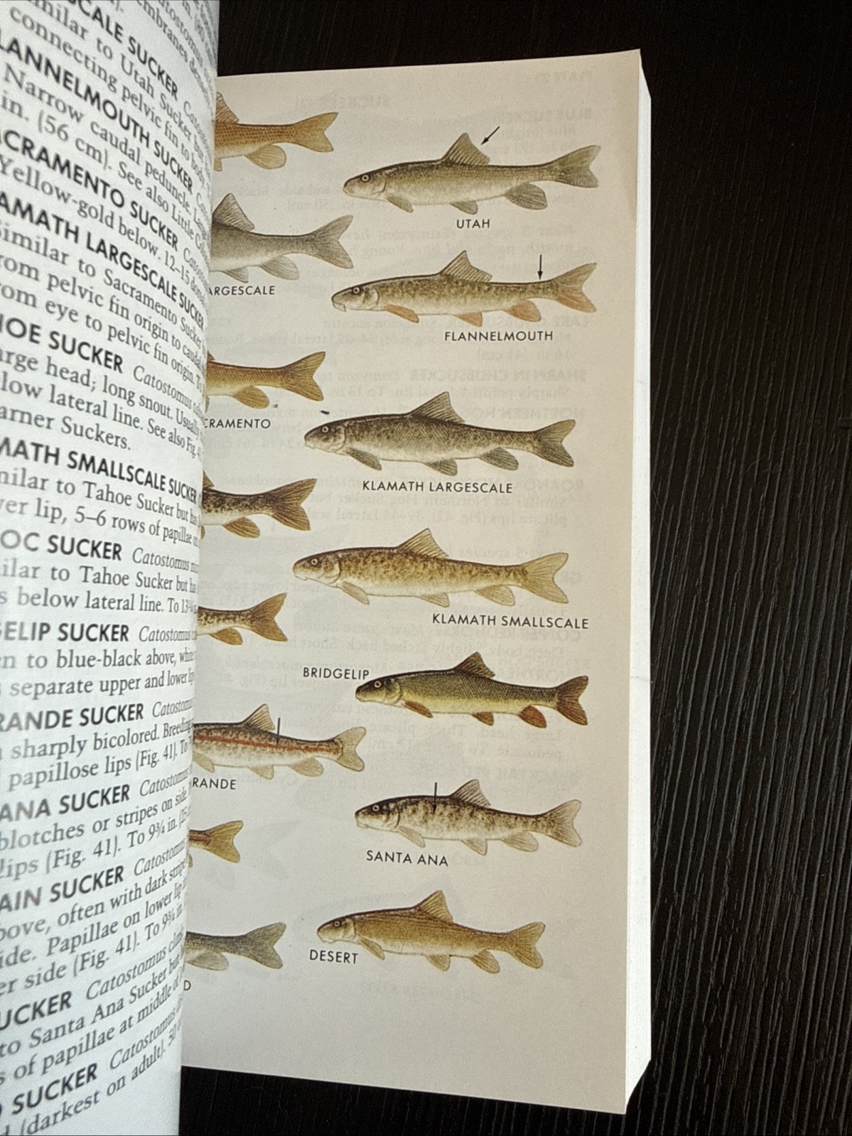 Paterson Field Guides – Fresh Water Fishes- Lawrence M.