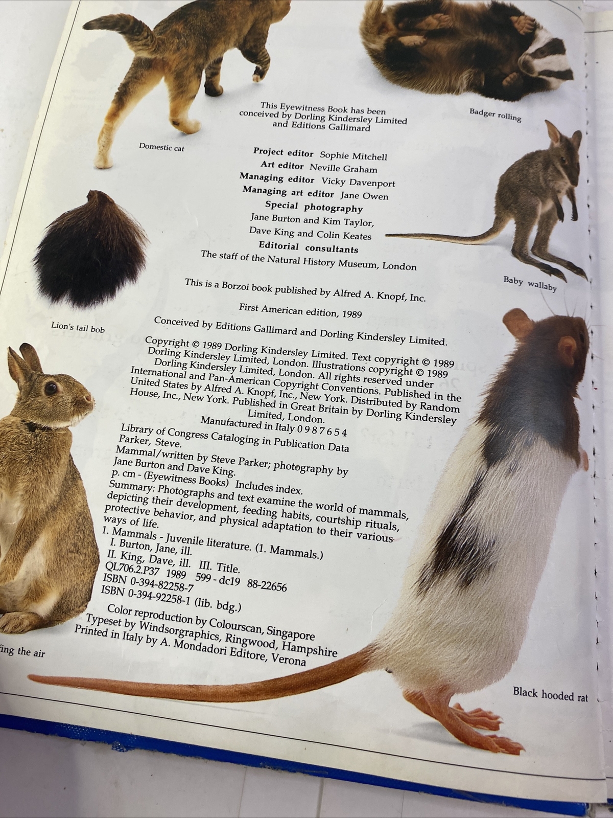 Mammal – Steve Parker (Hardcover, 1989)