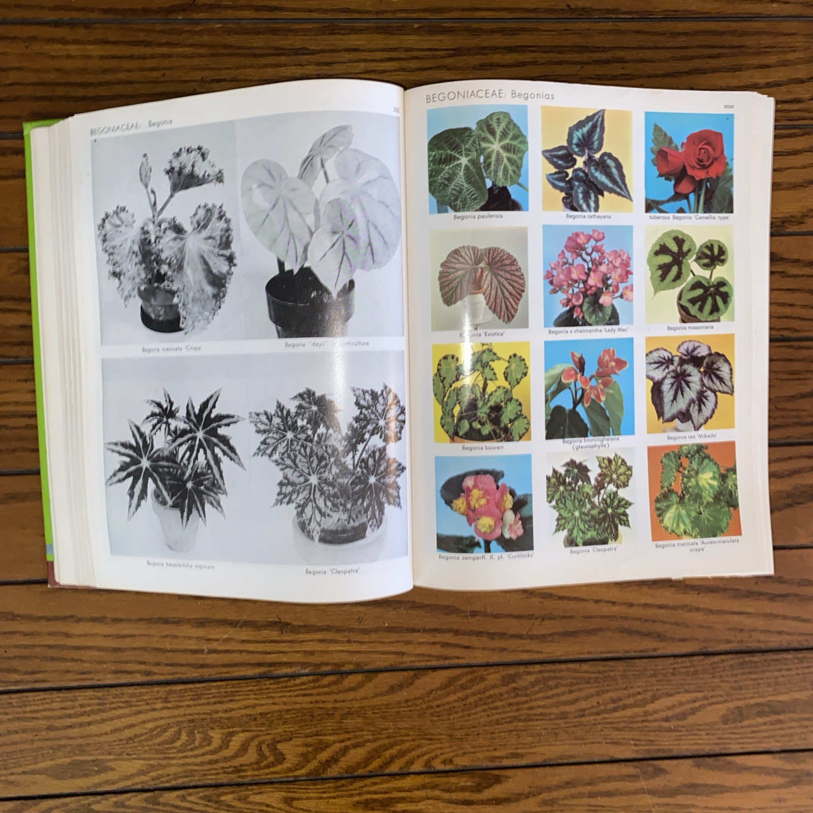 Exotica Pictorial Cyclopedia of Exotic Plants, Series 3, 6th Edition A.B. Graf