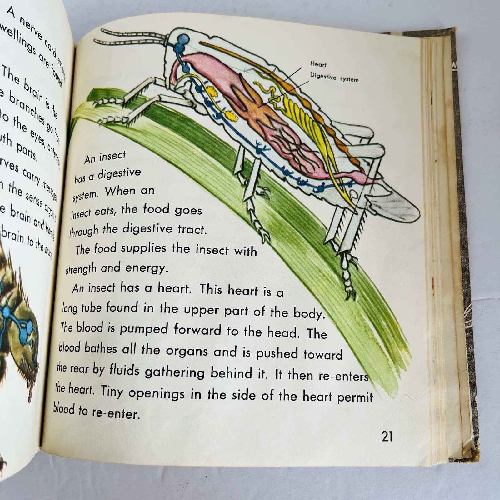 What is An Insect Charles D Neal 1961 Vintage Childrens Science Book Homeschool