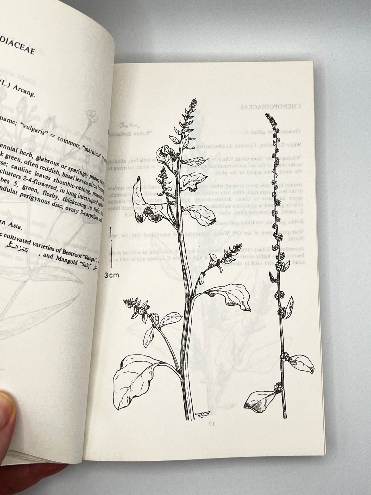 The Weed Flora Of Egypt 1984 By Loutfy Boulos & M. Nabil eL-Hadidi TPB Botany