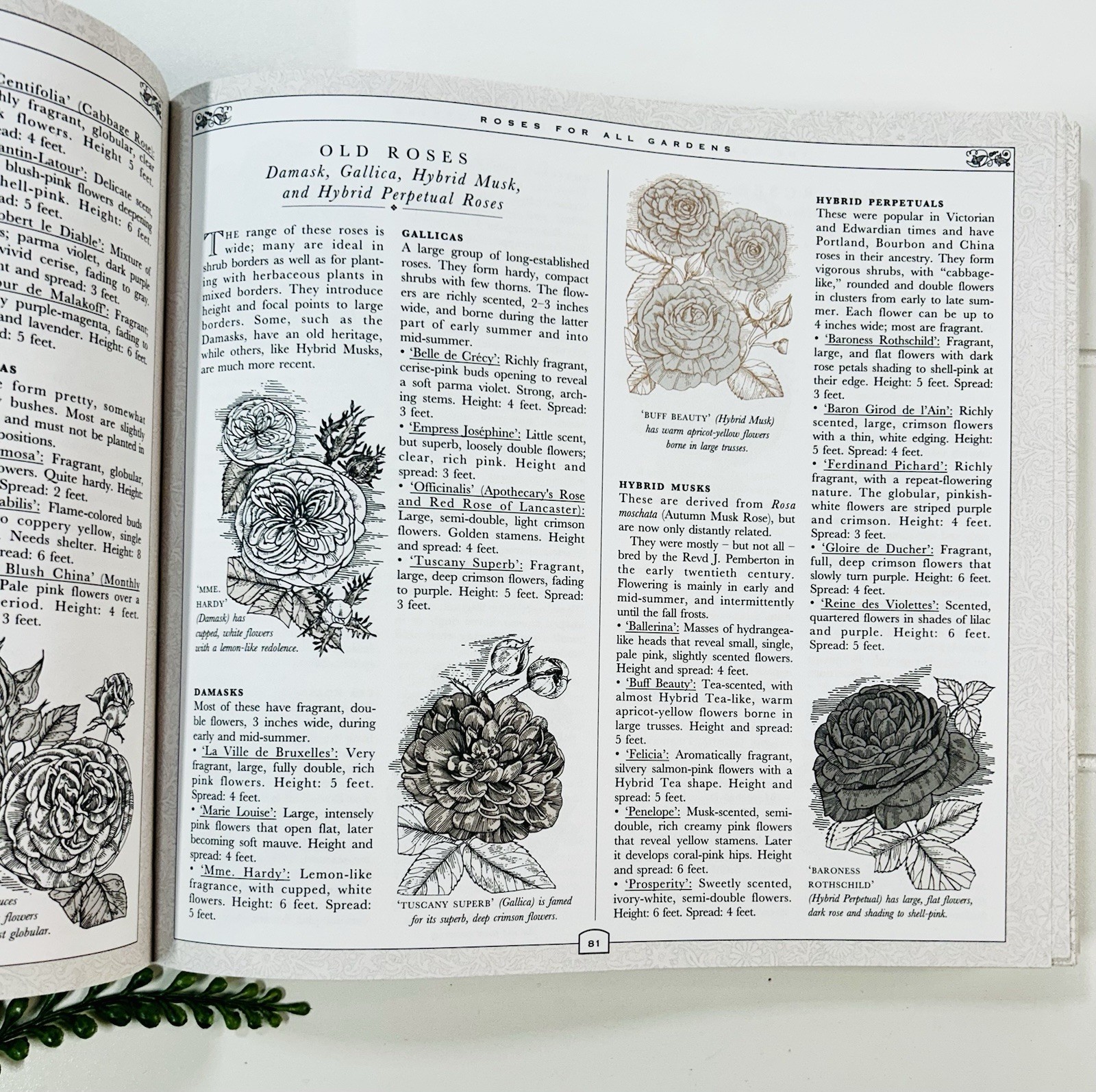 The Concise Gardening Encyclopedia ~ David Squire Flowers Roses Shrubs Trees HC