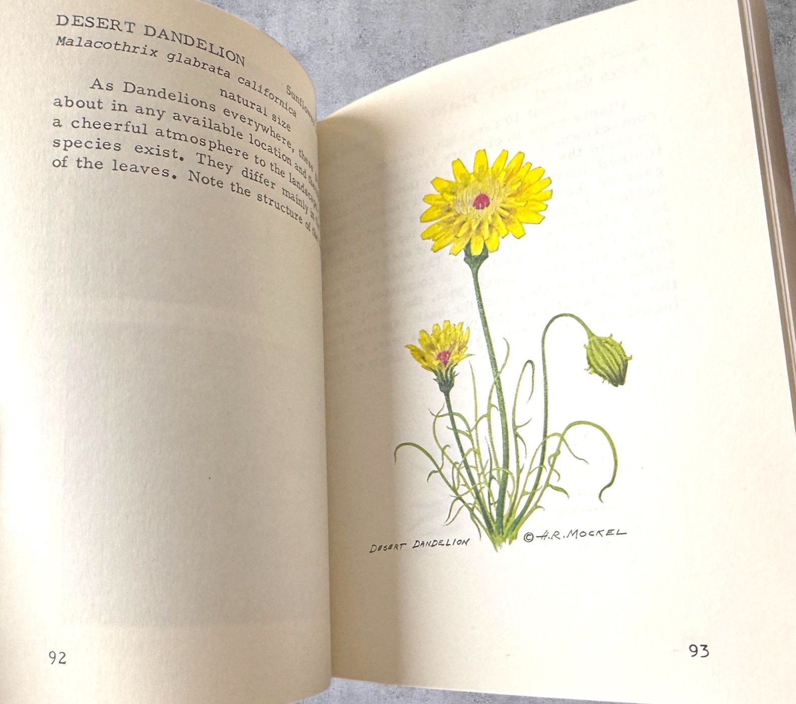 Mockels Desert Flower Notebook Henry Beverly Mockel Paperback 1971