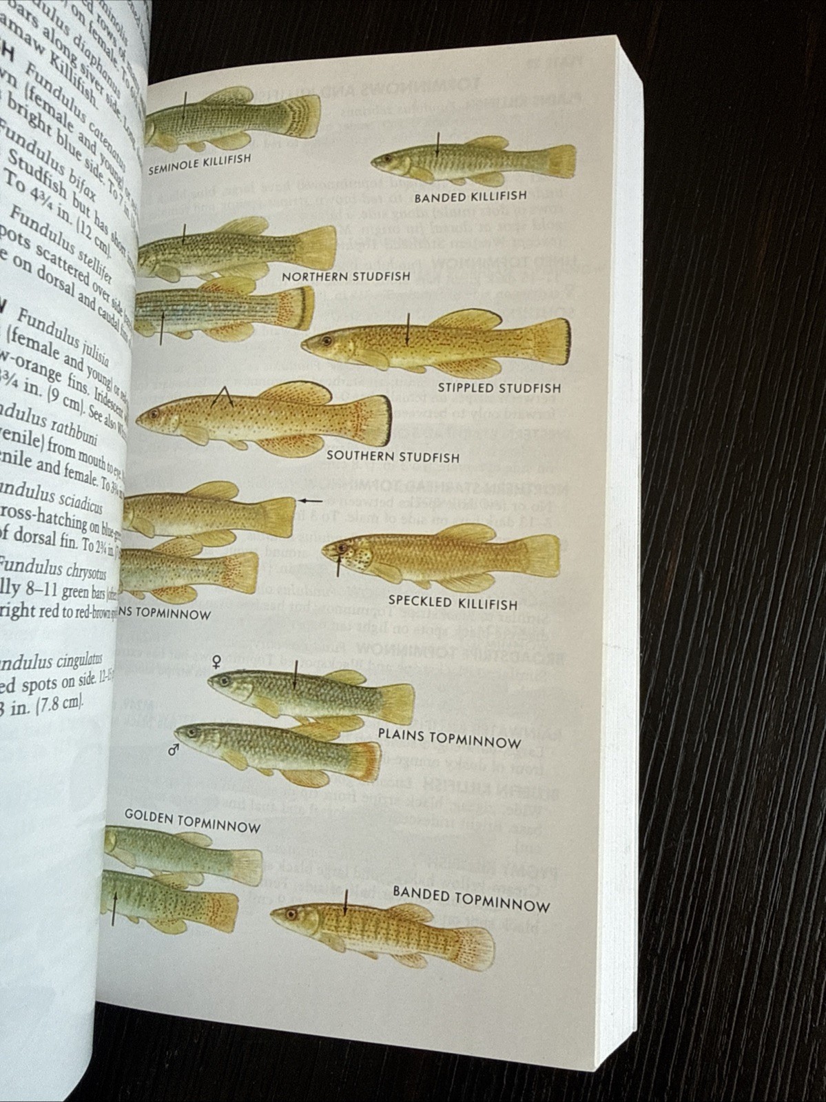 Paterson Field Guides – Fresh Water Fishes- Lawrence M.