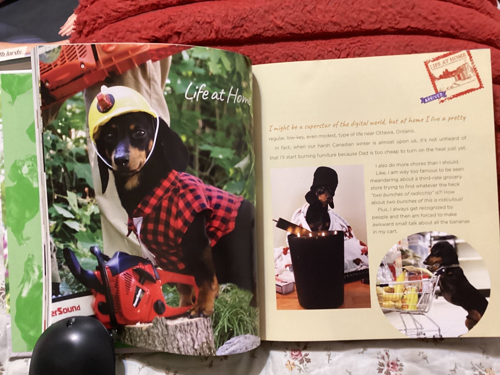 CRUSOE, THE WORDLY WIENER DOG, DACHSHUND, EXC. COND,230 PAGES/ FREE POSTAGE!!!!!