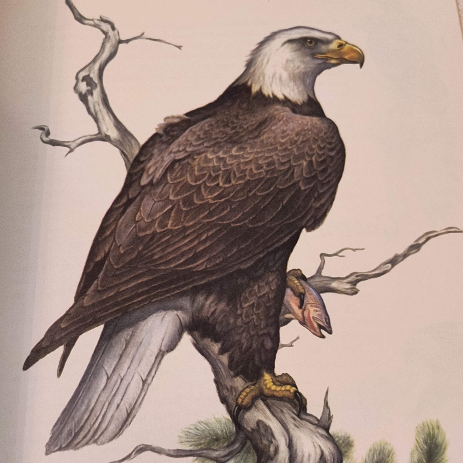 Album of North American Birds Hardcover Illustrated Vera Dugdale Clark Bronson