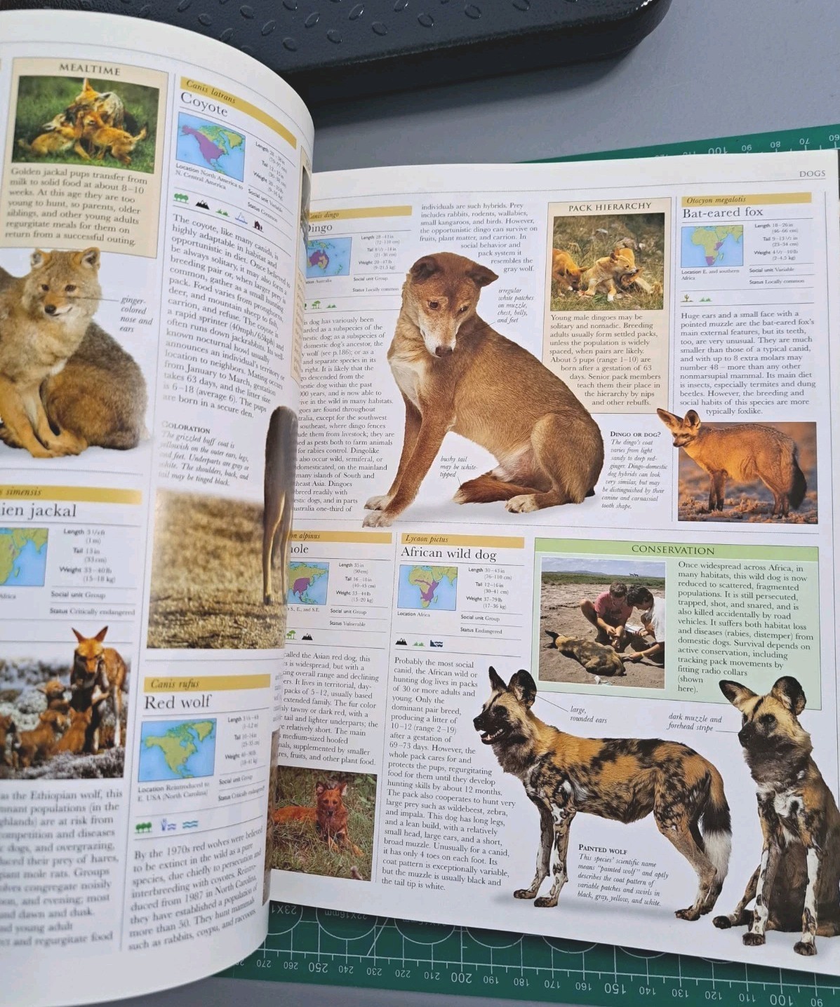 Smithsonian Institution Animal – Visual Guide to Wildlife Educational Book