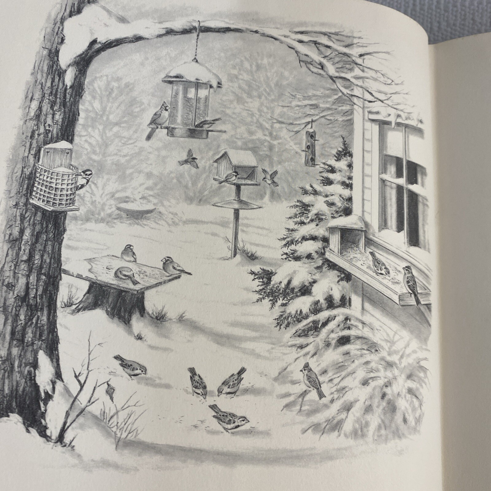 A Complete Guide to Bird Feeding by John V Dennis 1988. E22