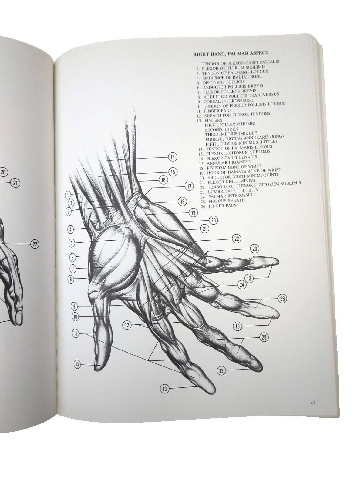 BOOK Drawing Dynamic Hands BURNE HOGARTH